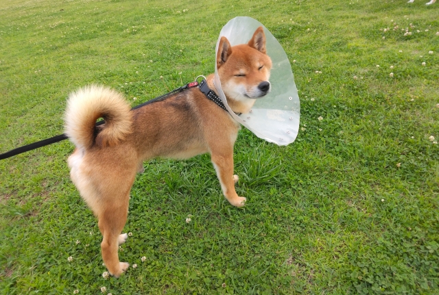 エリザベスカラーレンタル