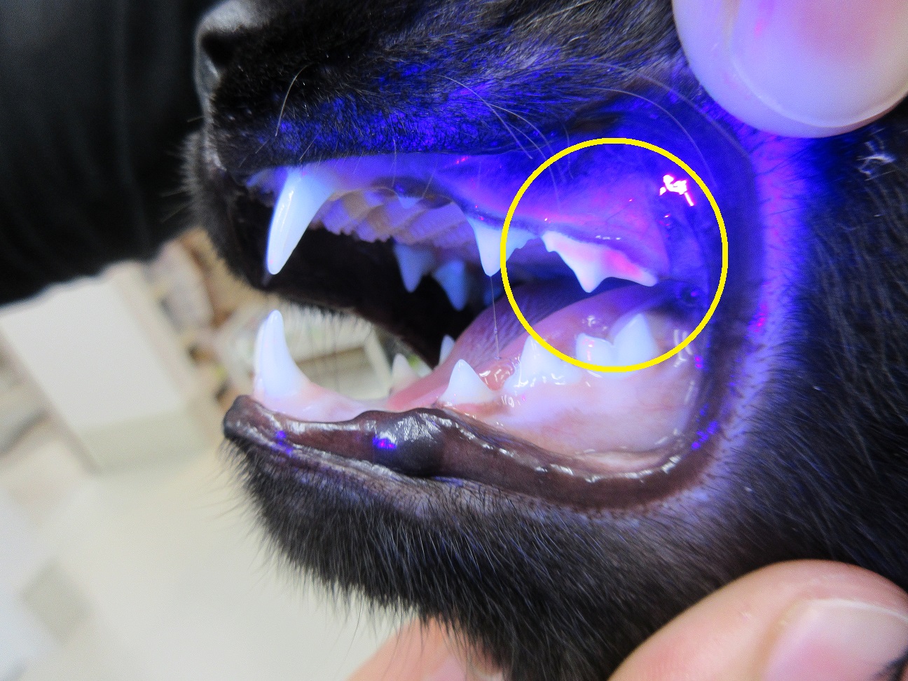 福岡市南区松本まとばフォレスト動物病院|TOP|犬・猫のことなら